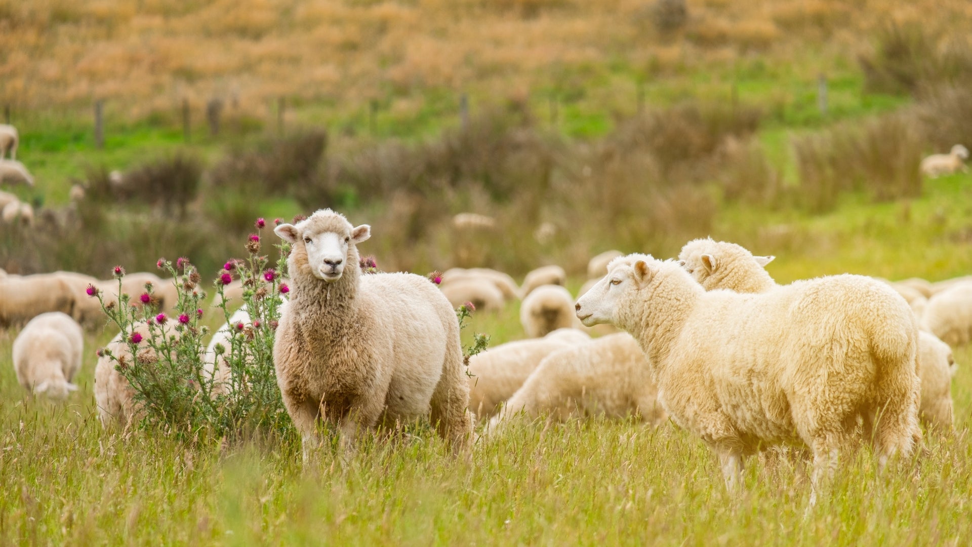 Your Best Friend for the Cosy Season: The Wool Mattress Topper
